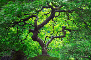 Crowning Glory