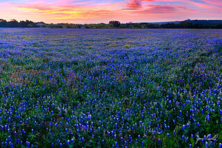 Field Of Bluebonnets