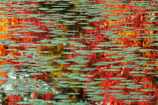 Impressions of Autumn