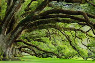 Oaks of Antebellum