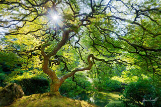 Spring Spirit