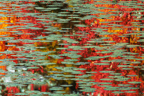 Impressions of Autumn