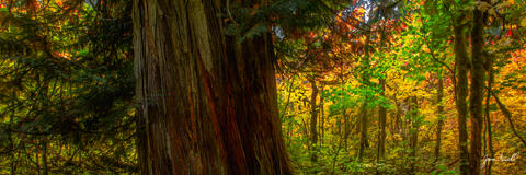 Ancient One