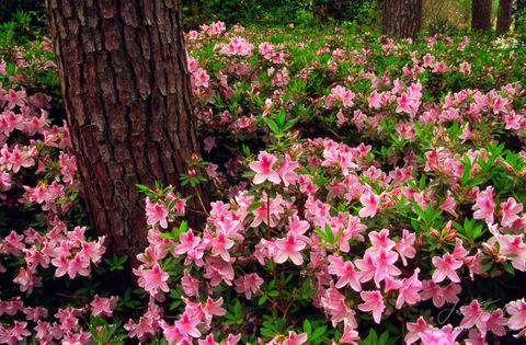 Azaleas and Pines