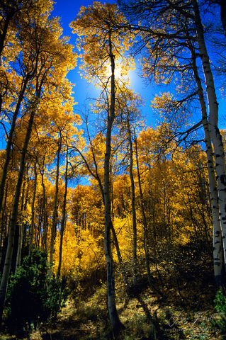Beaming Aspens