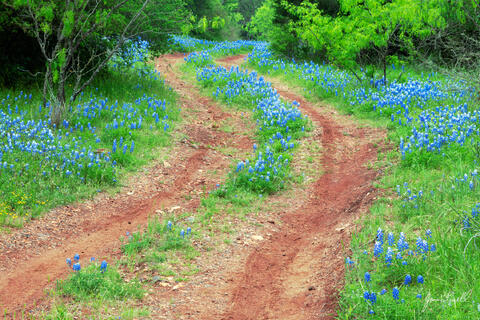 Bluebonnet Lane