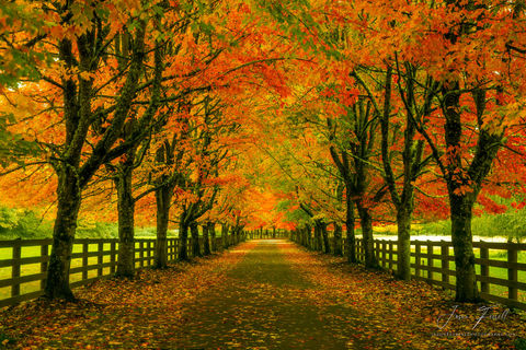 Country Road Take Me Home