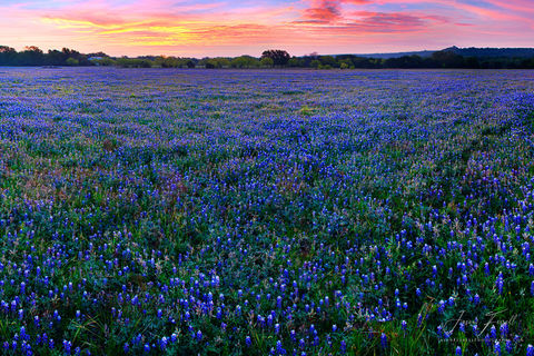 Field Of Bluebonnets