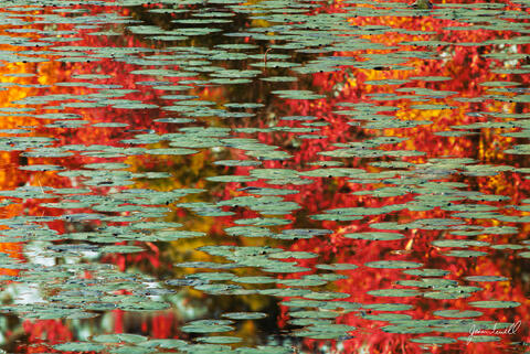 Impressions of Autumn