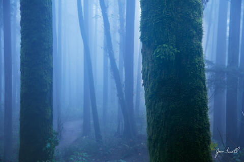 Mystic Forest