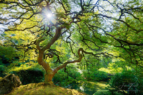 Spring Spirit