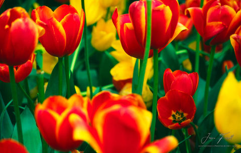 Tulips