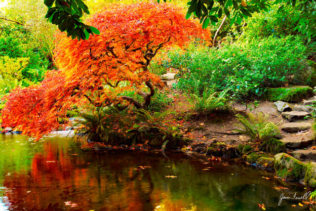 The most photogenic plants: A photographer's 4 favorite blossoms