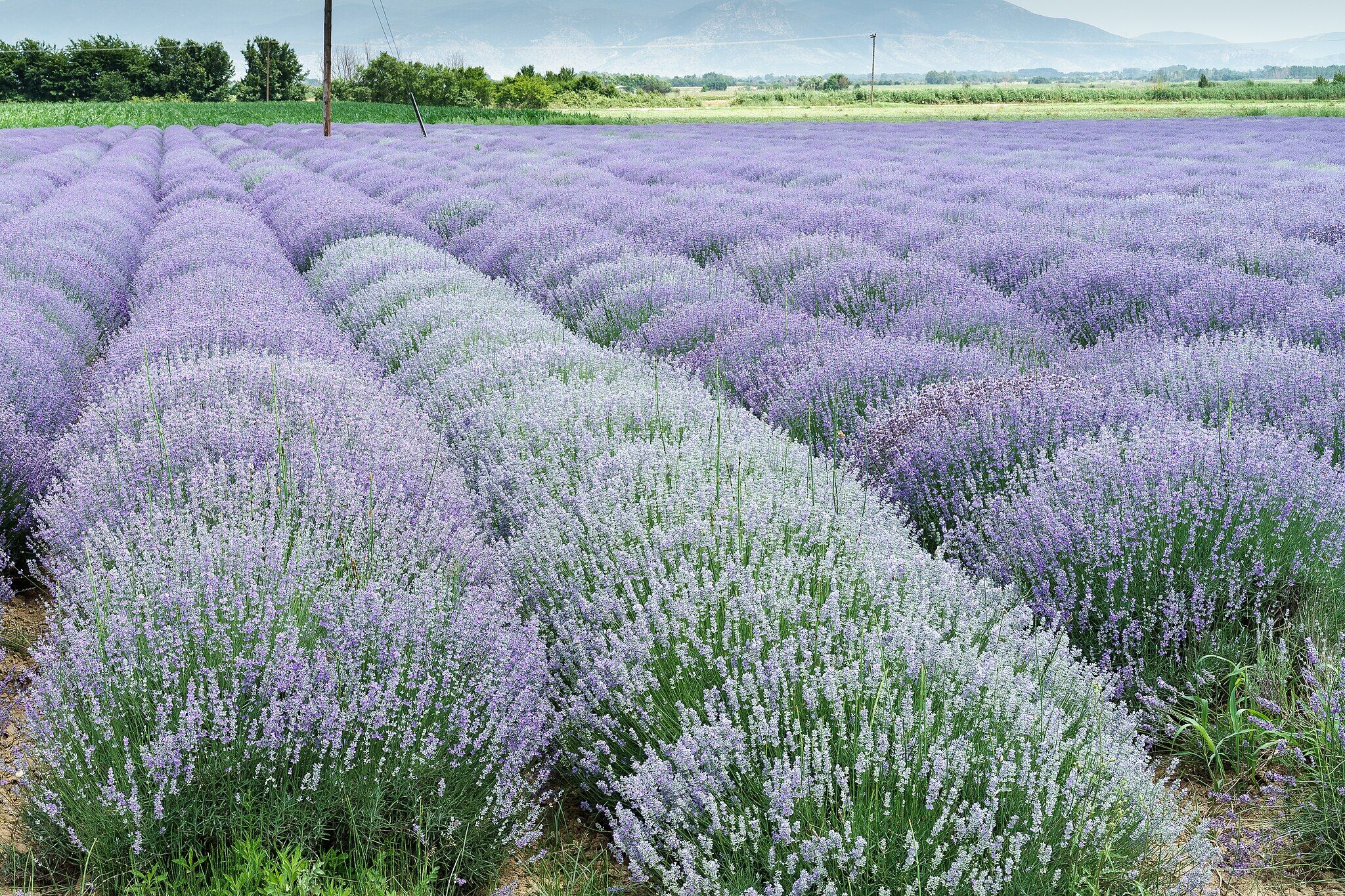 Photo of a lavender field