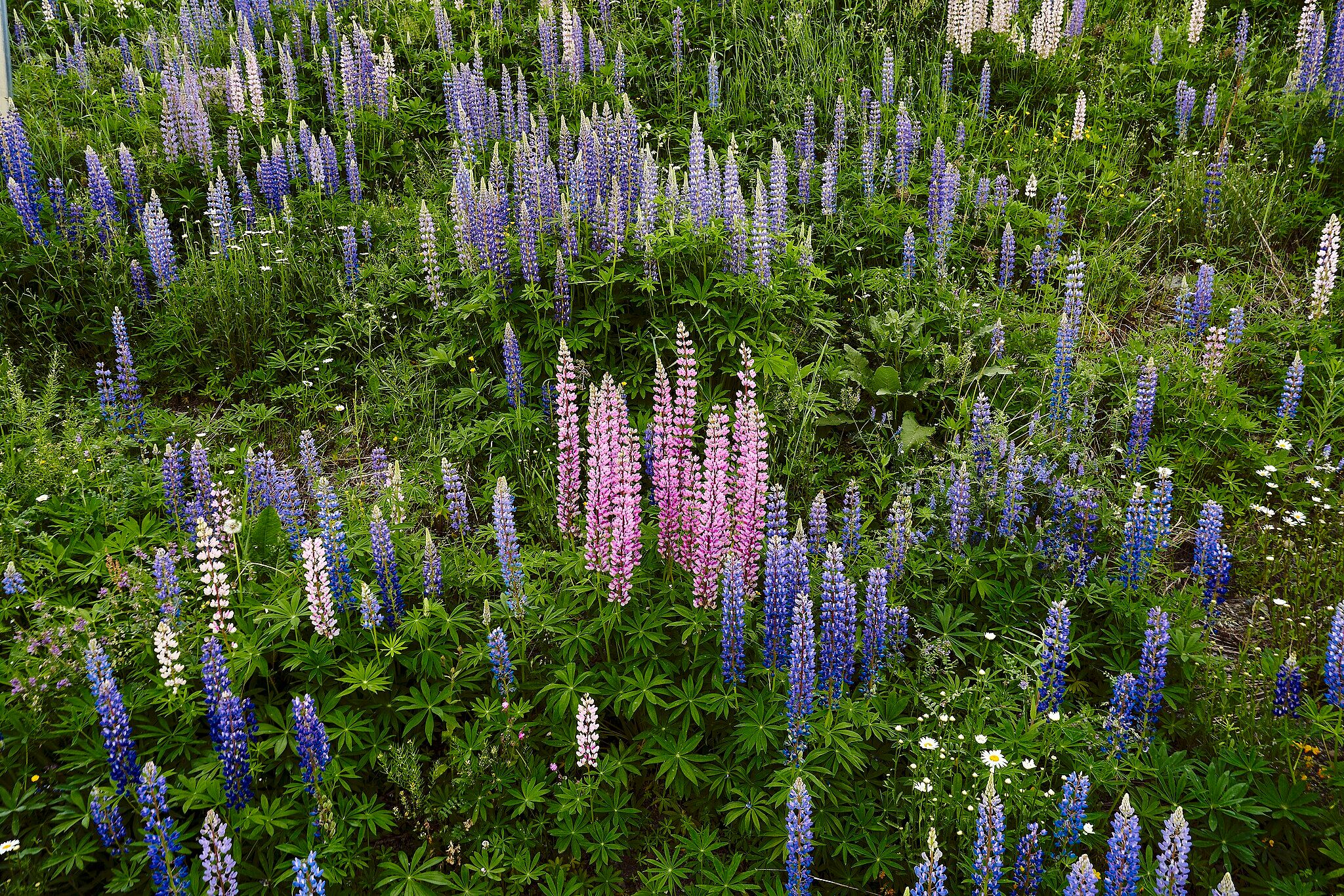 Photo of lupines