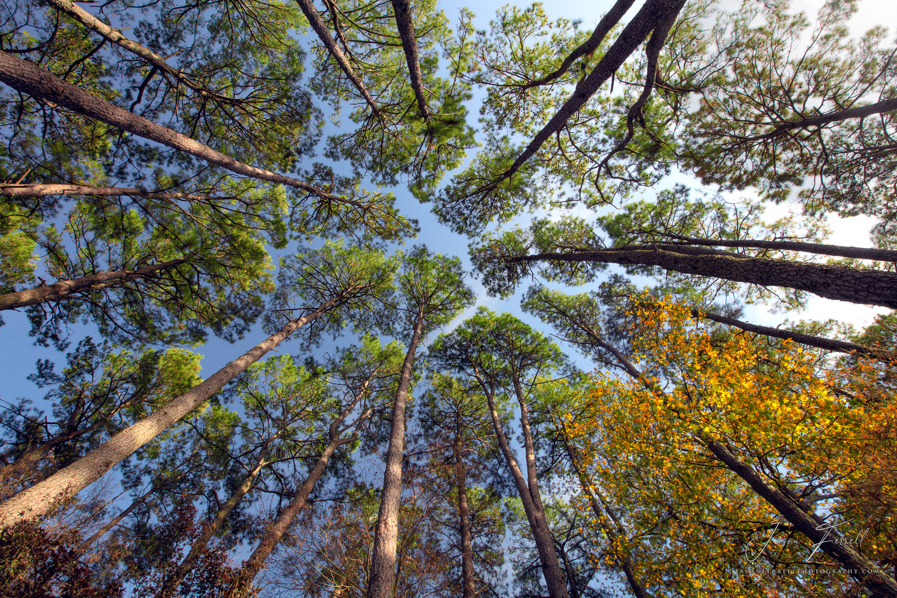 Crown shyness is a phenomenon observed in some tree species, in which the crowns of fully stocked trees do not touch each other...