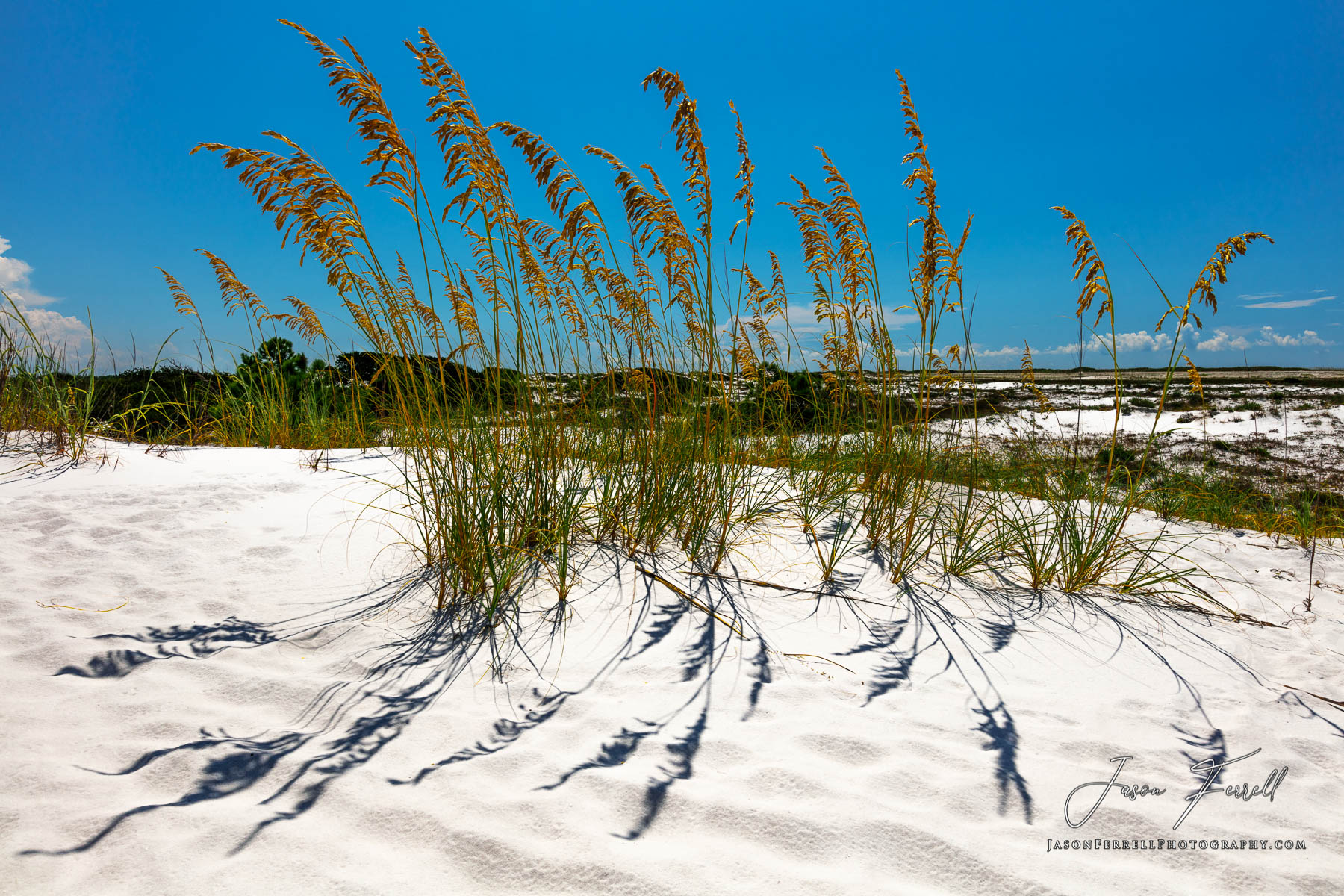 Uniola paniculata, also known as sea oats, seaside oats, araña, and arroz de costa, is a tall subtropical grass that is an important...