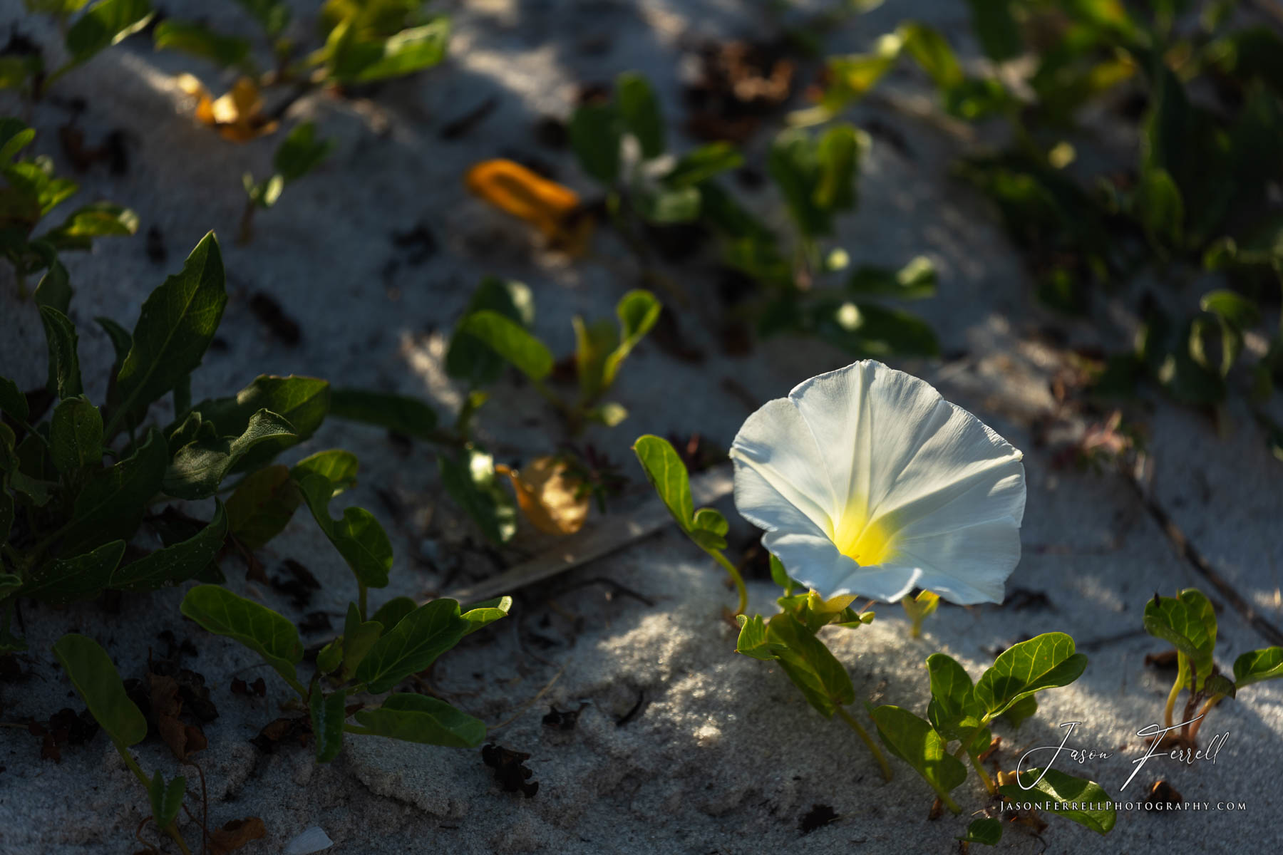 Most morning glory flowers unravel into full bloom in the early morning. The flowers usually start to fade a few hours before...