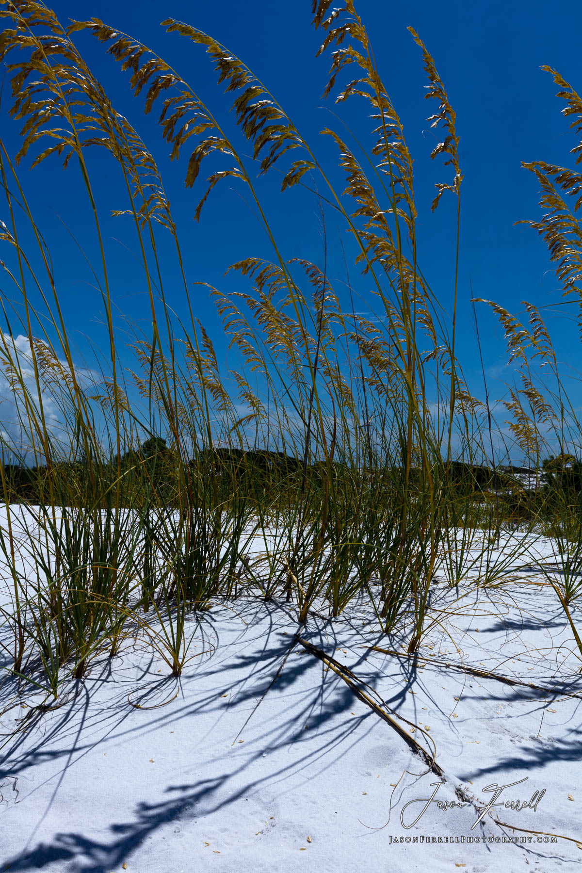 A soothing yet striking image of tall grass casting its shadow under the midday sun on a sand dune.