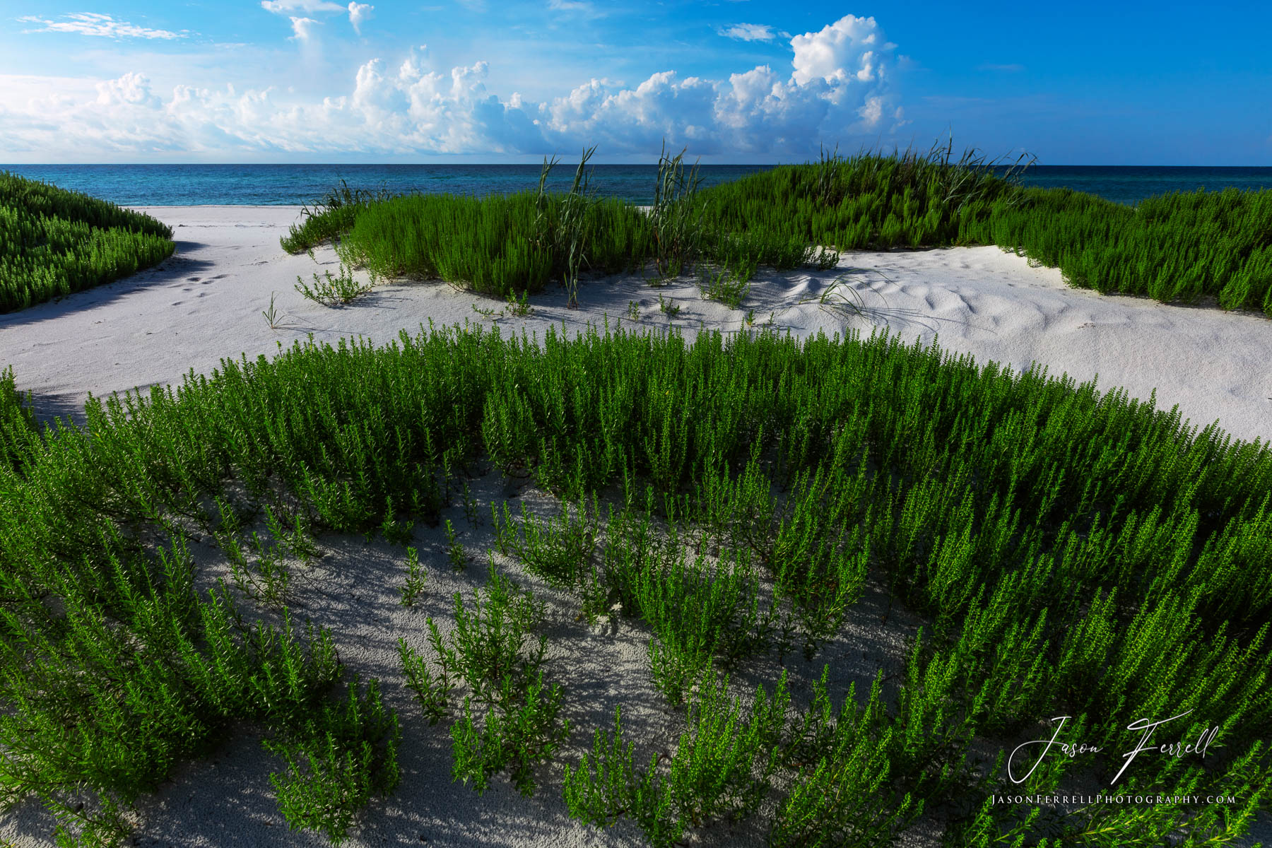 A pathway on the beach to the ocean through the grass.