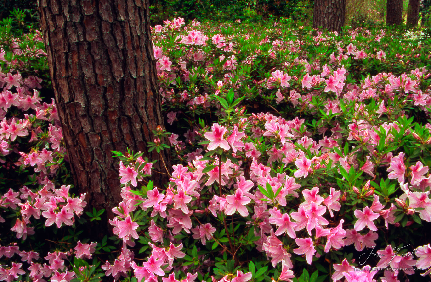Plant enthusiasts have selectively bred azaleas for hundreds of years. This human selection has produced over 10,000 different...