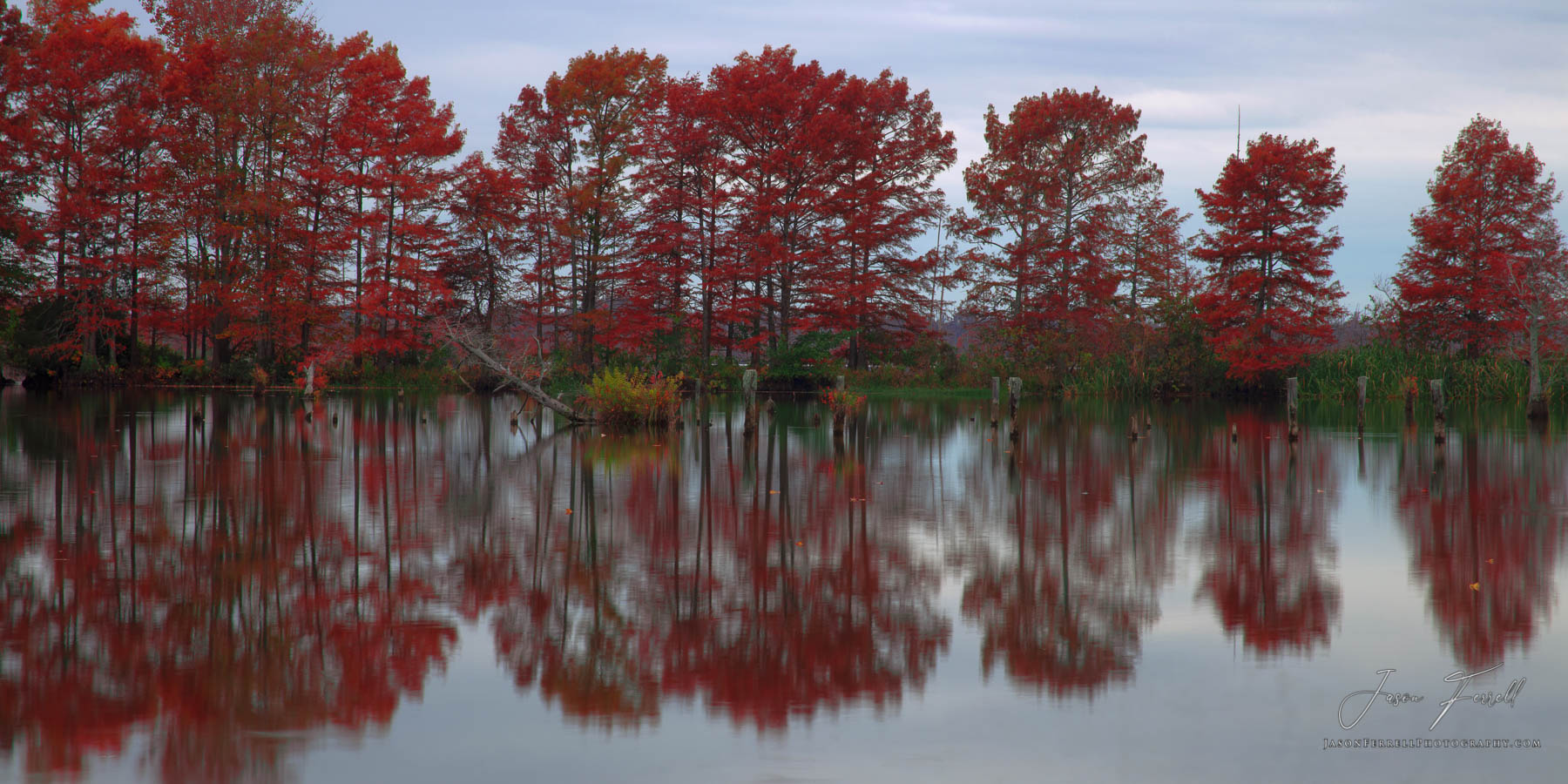 Bald Cypress trees reflected on a quiet calm morning.  The day before I took this shot the heavy winds, sunny blue skies and...
