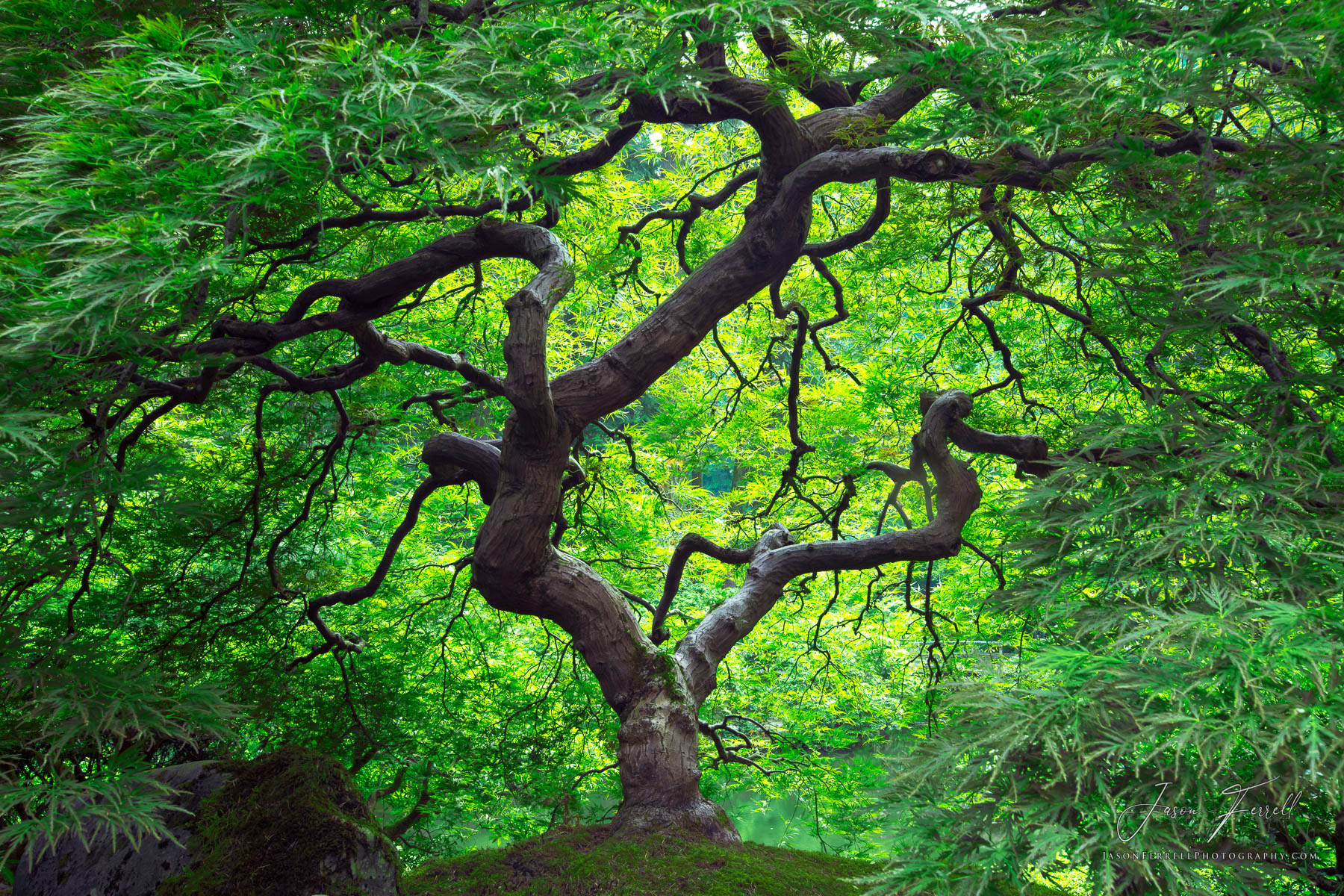 A Japanese maple tree is crowned in its glorious green foliage.&nbsp; The Japanese maple tree (acer palmatum) is a deciduous...