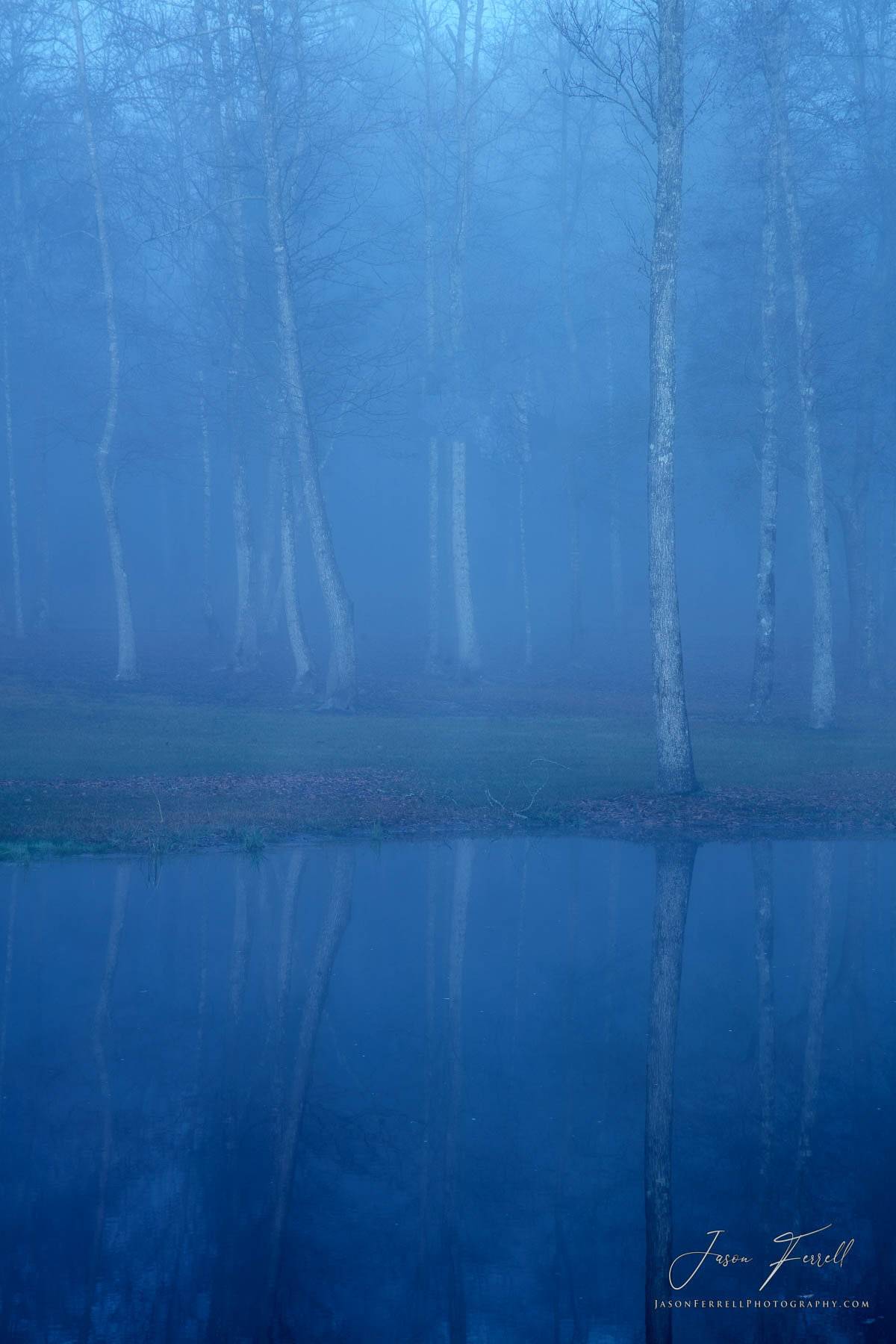 I love how fog brings a sense of mystery to a scene.  These trees were completely cloaked in heavy dense fog creating a mystical...