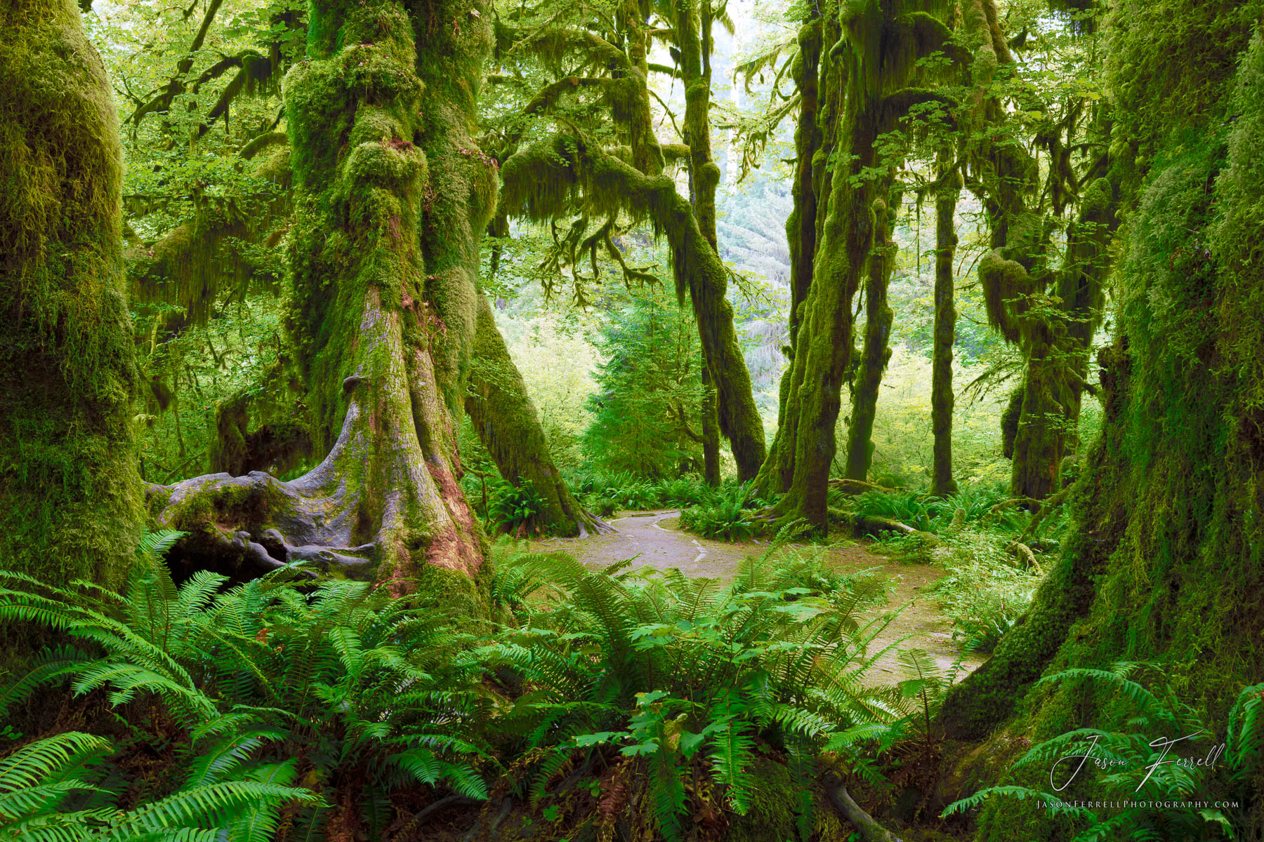 The Hoh Rainforest is located on the Olympic Peninsula in western Washington state, USA. It is one of the largest temperate rainforests...