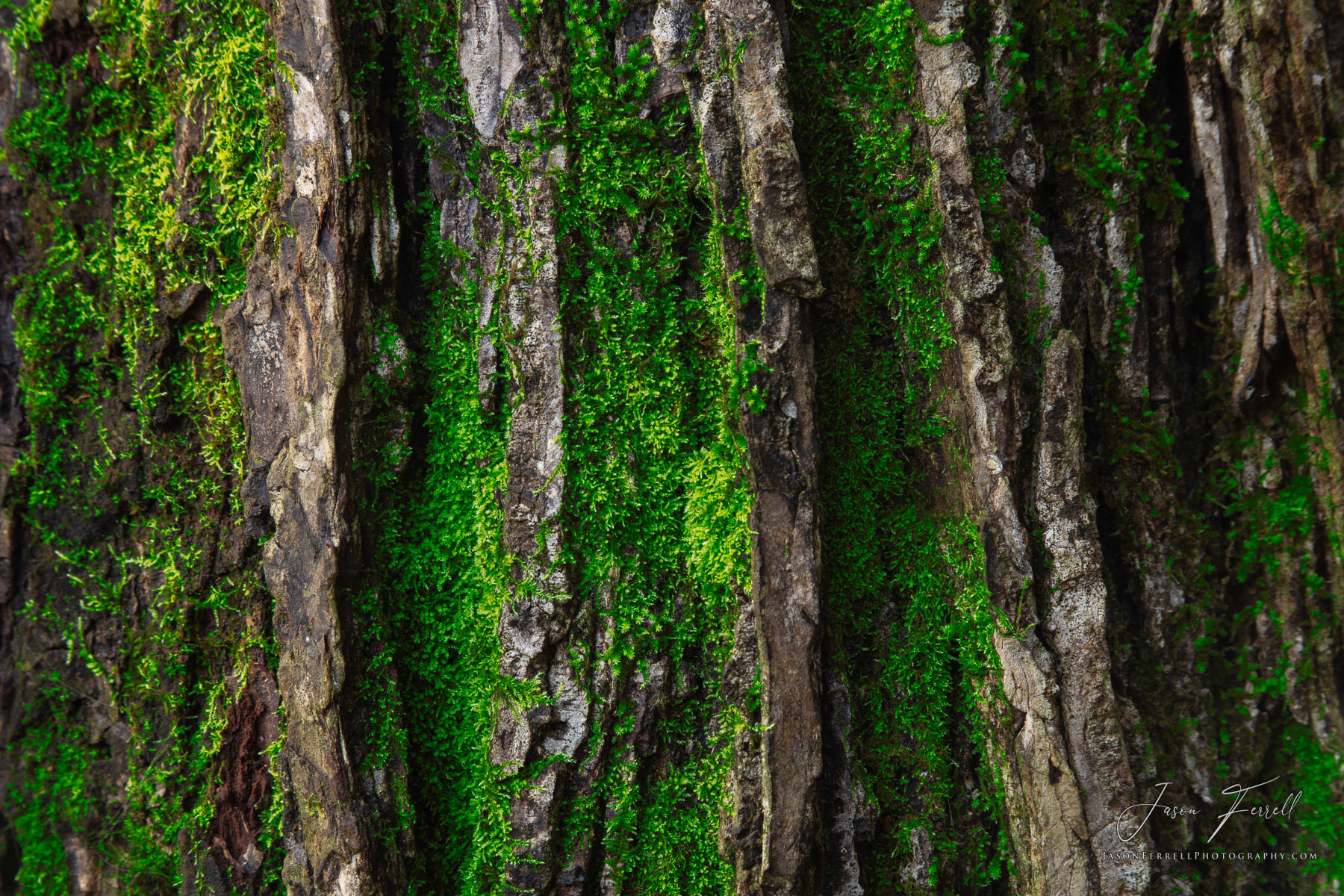 Pinus taeda, commonly known as loblolly pine, is one of several pines native to the Southeastern United States, from central...
