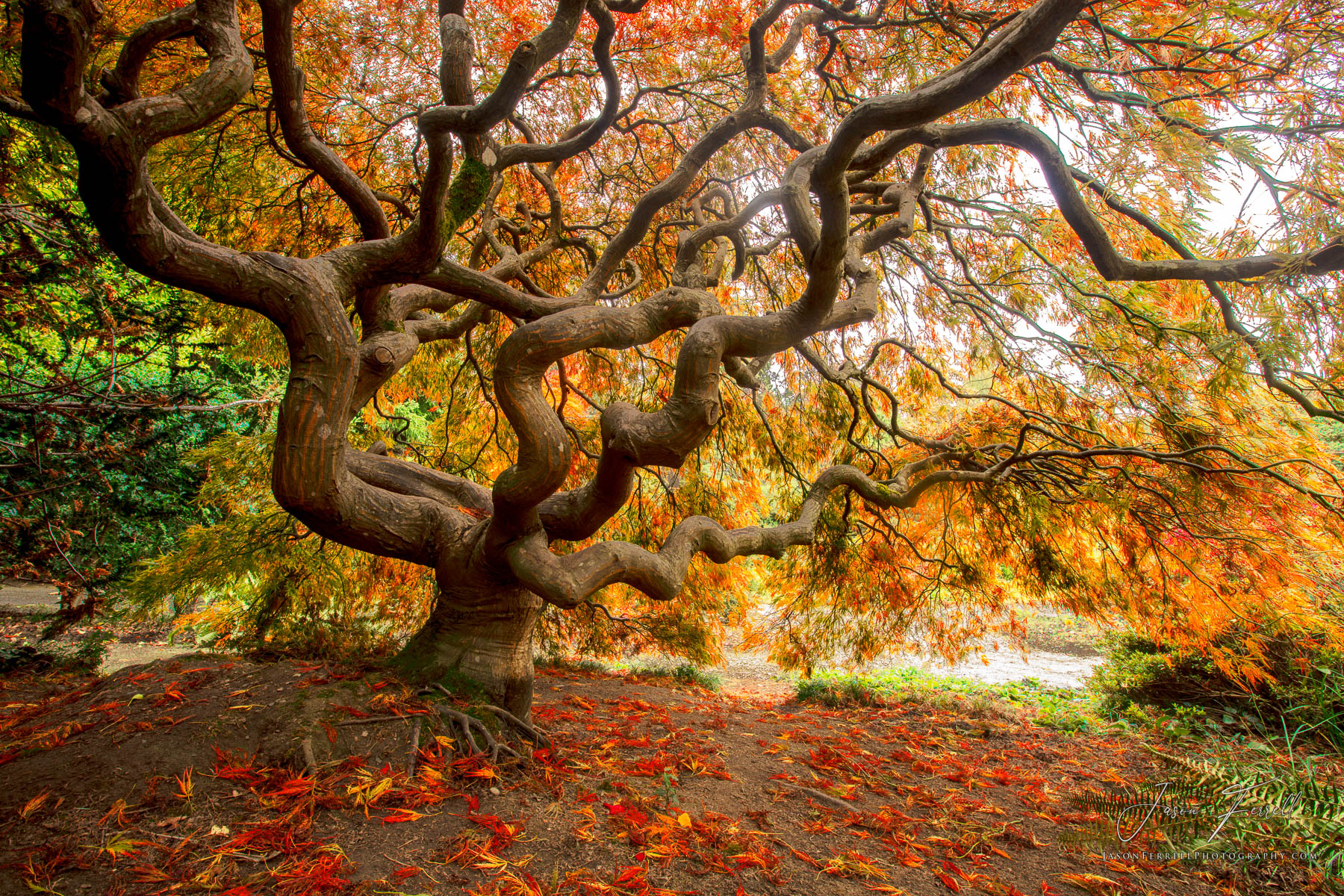 The twists and turns of the Japanese maple tree are quite mesmerizing.&nbsp; The fall foliage was on full display and putting...