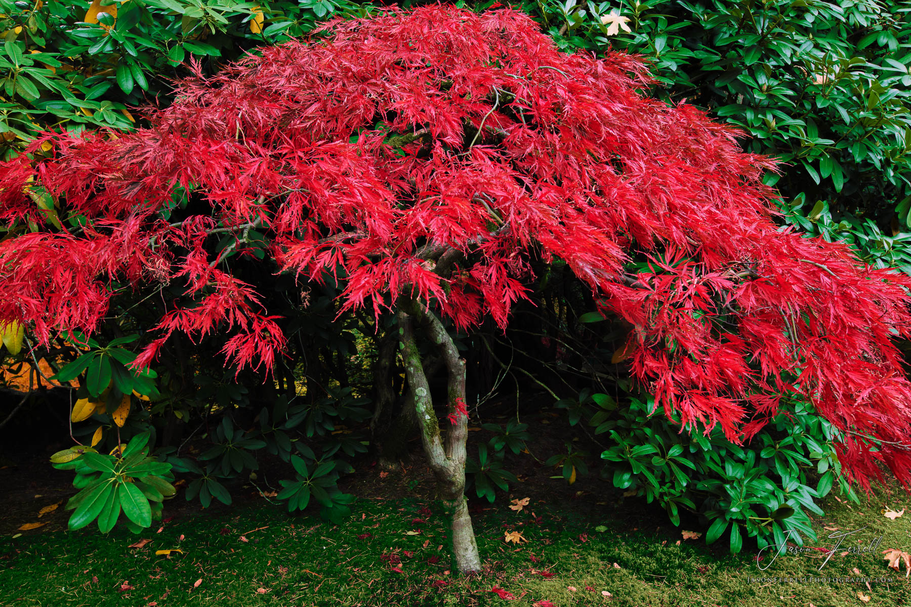 The colors of the vivid red maple tree leaves are in stark contrast to the green background.&nbsp; Japanese maple (acer palmatum...