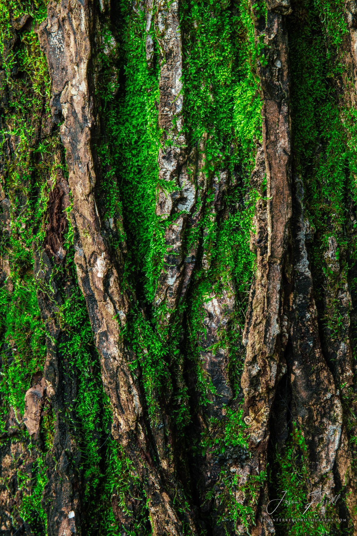 The bark of a&nbsp;loblolly pine tree is covered in green moss.&nbsp;The word "loblolly" is a combination of "lob", referring...