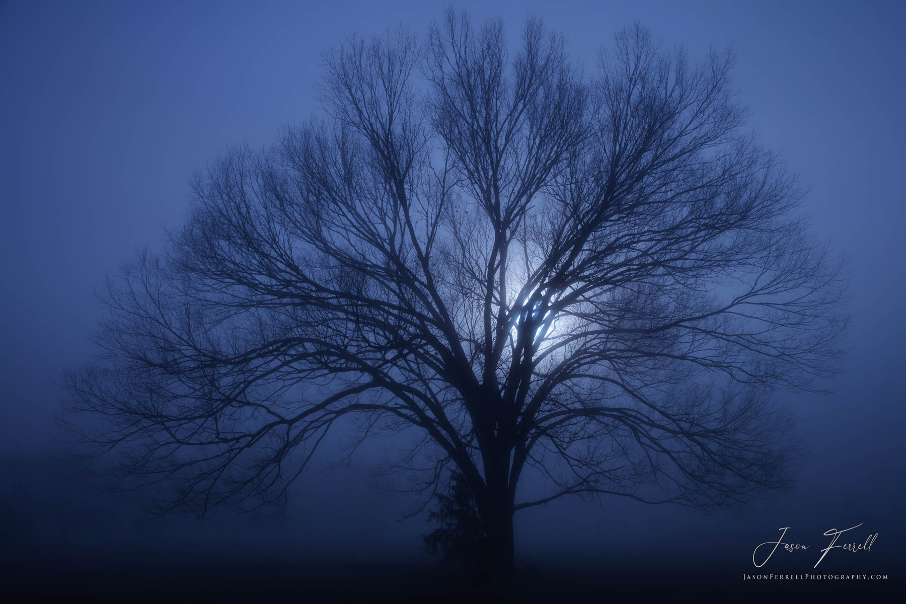 An oak tree is softly backlit from the morning sun glowing through the fog creating a silhouette which exposes each of it's intricate...
